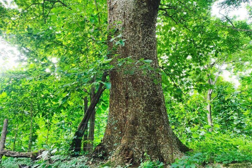Un grande albero con un tronco robusto circondato da un fitto fogliame verde. 5