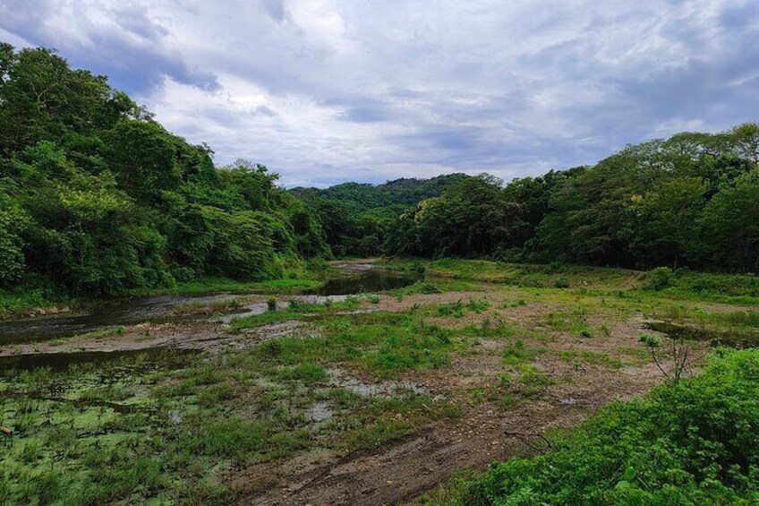 Un fiume circondato da una fitta foresta e un cielo nuvoloso. 3