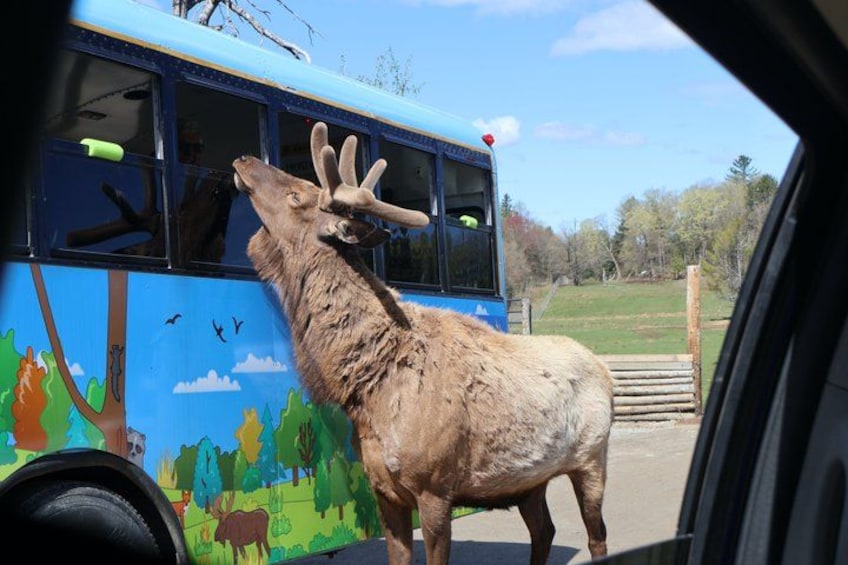 A large elk standing in front of a bus with a colorful mural. 4