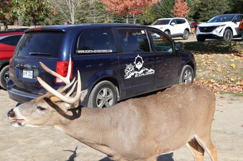 A deer with large antlers walking in front of a dark blue SUV with a logo and website on its side. 5