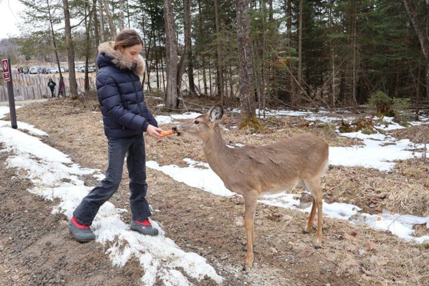 A person feeding a deer in a forested area with snow on the ground. 2