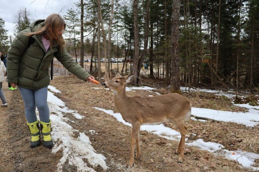 A person feeding a deer in a forested area with snow on the ground. 3