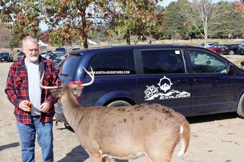 A man with a bull, a blue van, and trees in a parking lot. 1