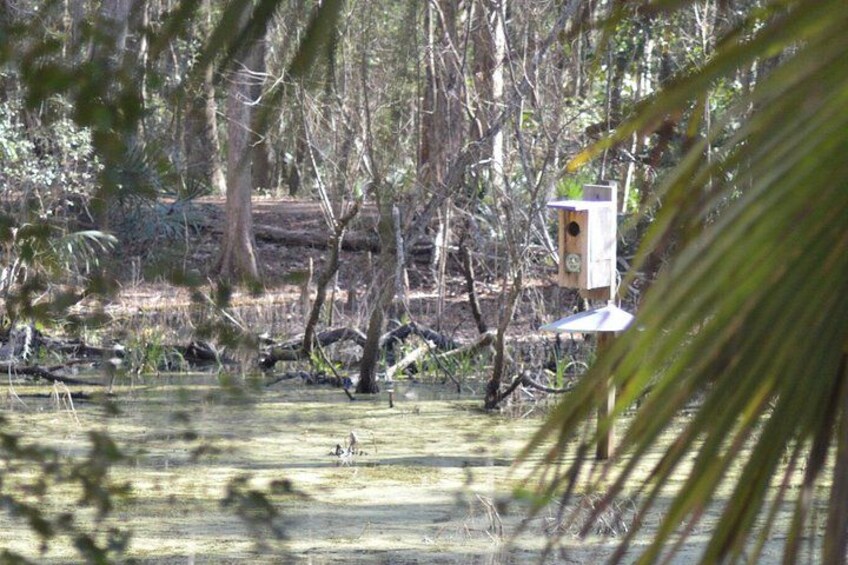 A birdhouse in a wooded area with water and fallen trees. 4