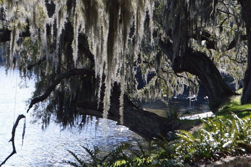 A serene lake with trees draped in Spanish moss, calm water, and a boat in the distance. 5