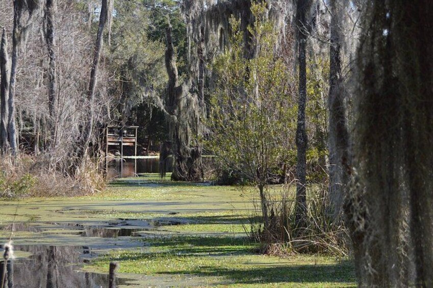 A natural landscape with a pond, trees with Spanish moss, and a wooden structure in the background. 3