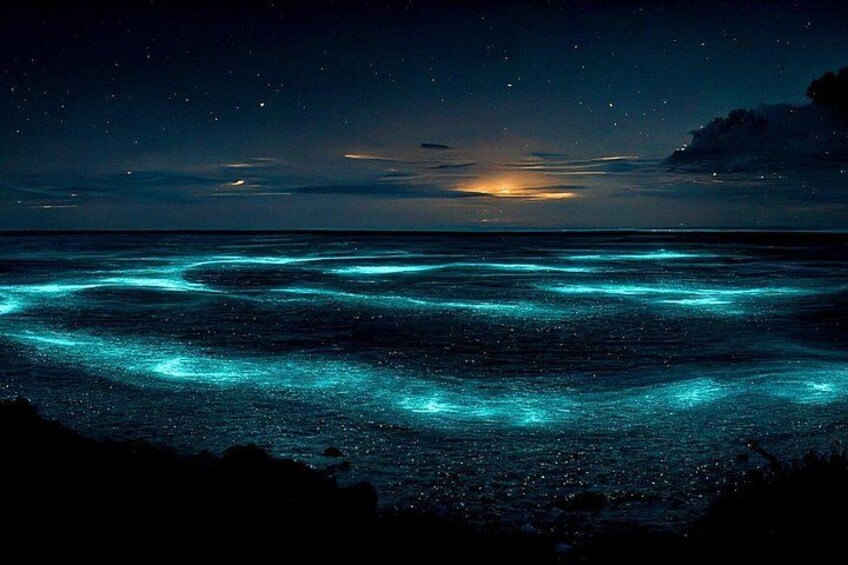 Grand Cayman Bioluminescence Adventure 5