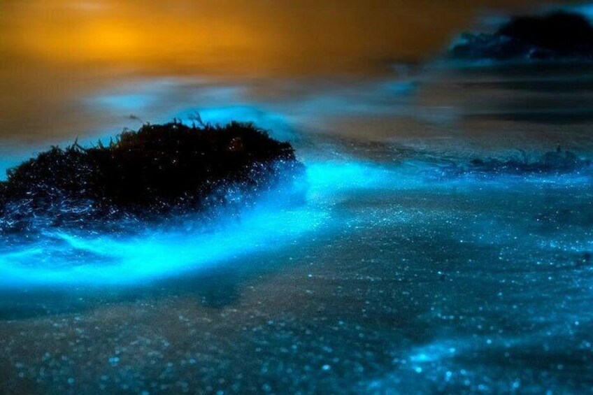 Grand Cayman Bioluminescence Adventure 3
