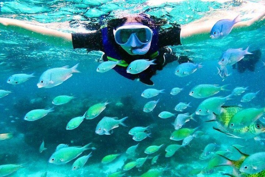 A person snorkeling with a school of fish. 5