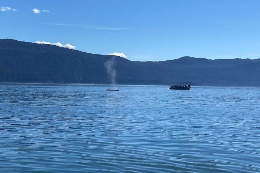 Mendenhall Glacier and Whale Watching Tour 2