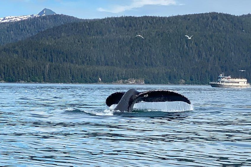 Mendenhall Glacier and Whale Watching Tour 2