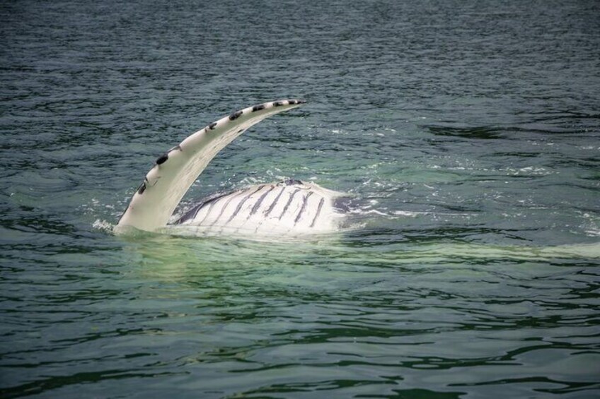 Mendenhall Glacier and Whale Watching Tour 3