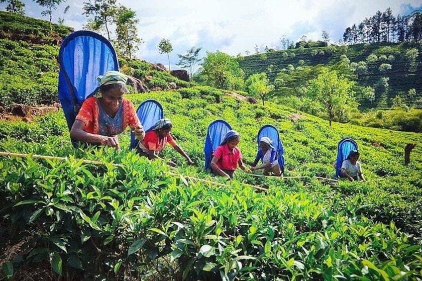 People harvesting tea leaves in a lush, green tea plantation. 4