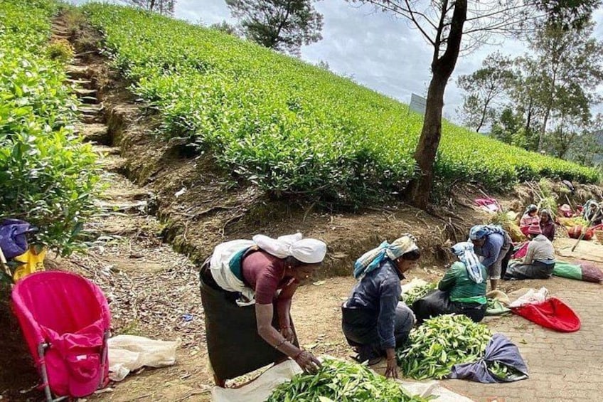 People harvesting tea leaves in a hilly area. 5