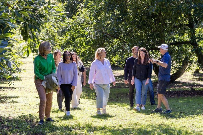 Katikati Gourmet Avocado Tasting 2