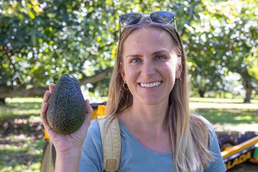 Katikati Gourmet Avocado Tasting 1