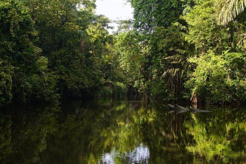 Guided canoe tour in the mythical canals of Tortuguero 1