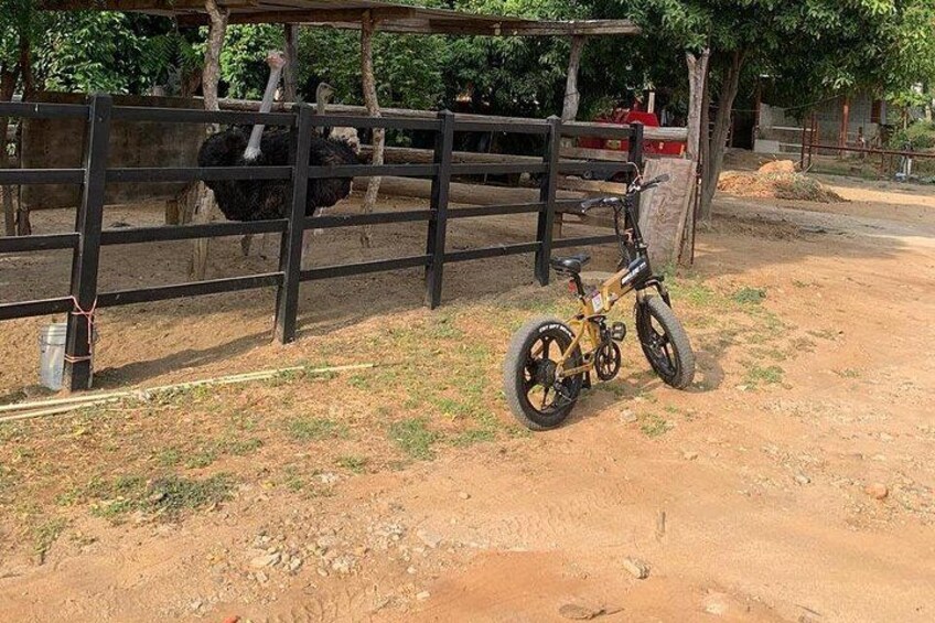 Electric bike rental in Puerto Escondido, Oax, 4
