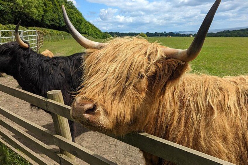 Highland Coo 1