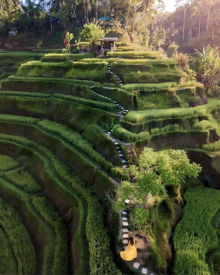 Picture 1 for Activity Ubud: Private Scenic Waterfalls & Rice Terrace Tour 2