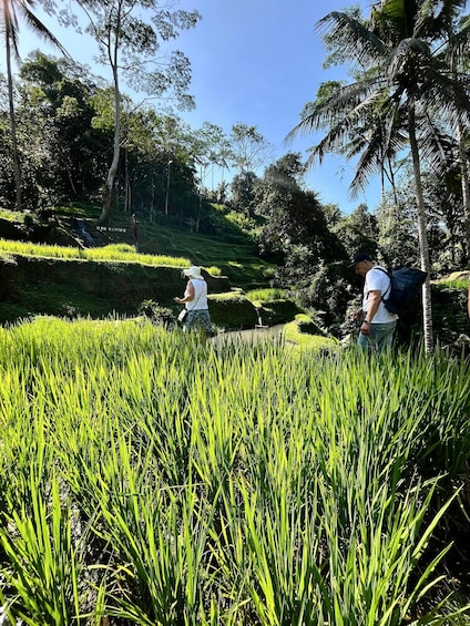 Picture 10 for Activity Ubud: Private Waterfalls & Tegallalang Rice Terrace Tour 4