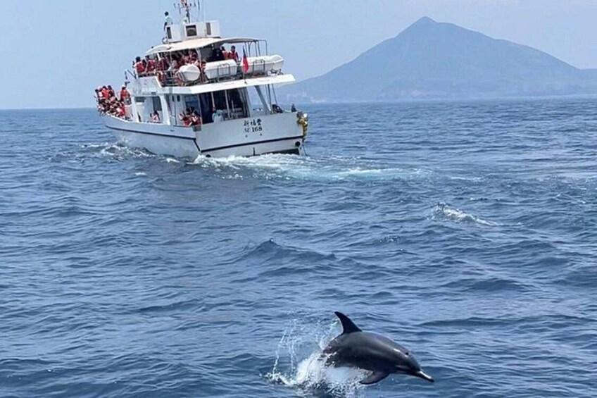 Yilan Day Tour Whale Watching Cruise and Animal Farm 2
