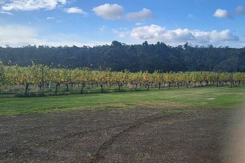 Huon Valley Wine and Cider Tour - Hobart and SE Tasmania 4