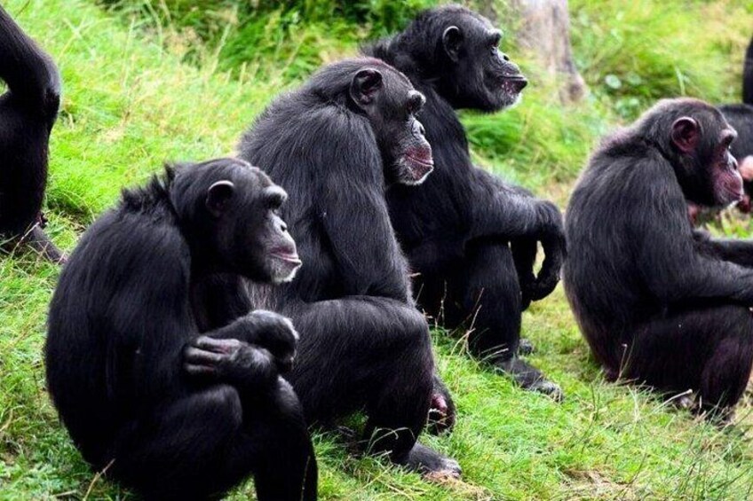 A group of chimpanzees sitting on grass. 4
