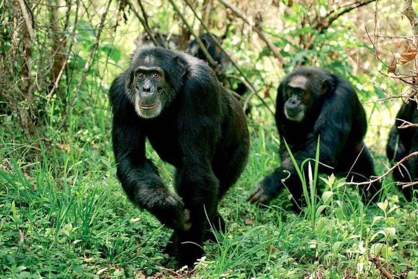 Two chimpanzees in a forested area with dense green foliage. 2