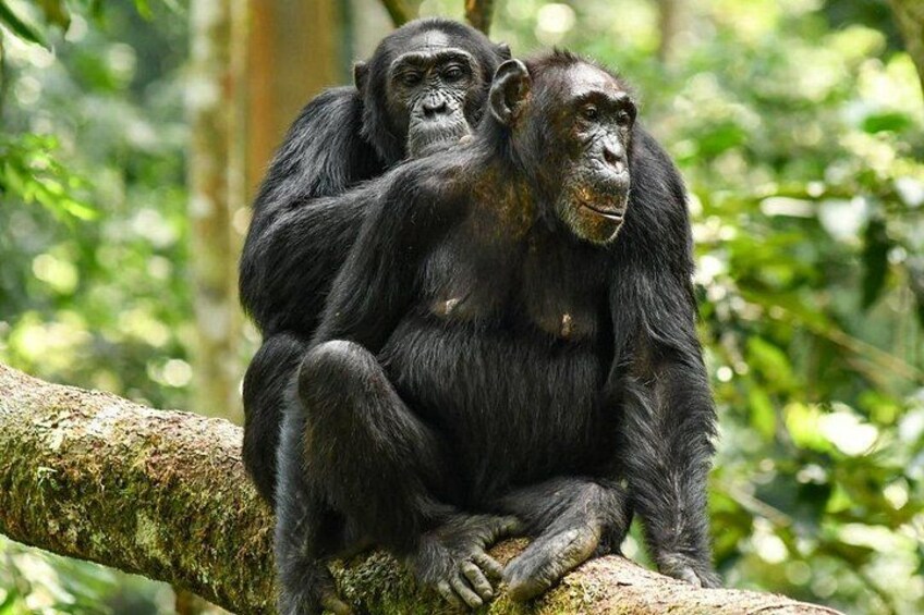 Two chimpanzees sitting on a tree branch in a forest. 3