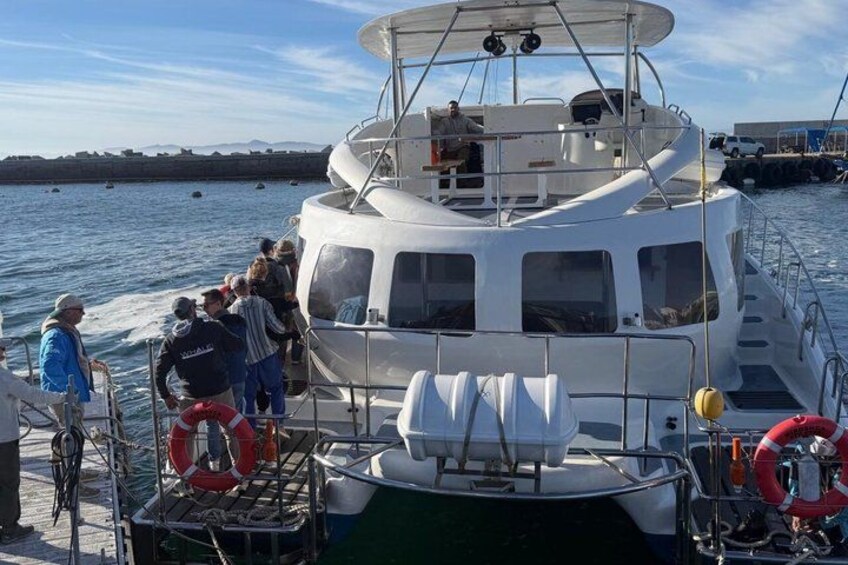 Boat Based Whale Watching from Hermanus 2