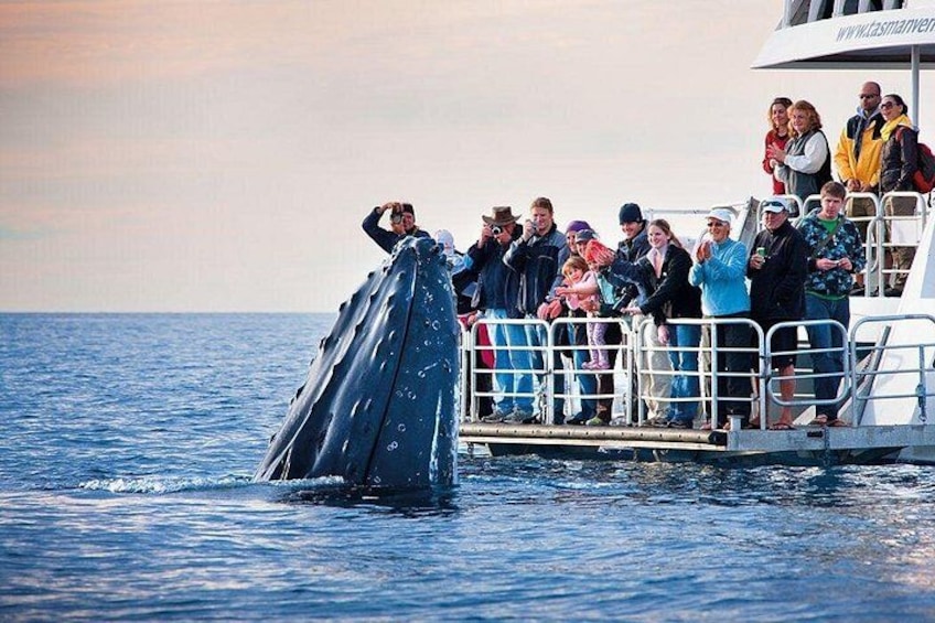 Whale Watching Capetown, South Africa 1