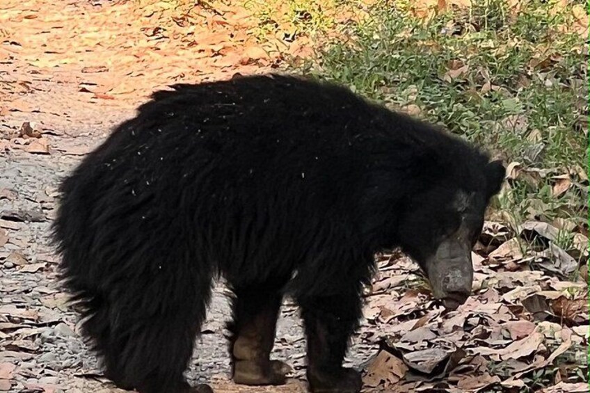 A black bear standing on a dirt path surrounded by dry leaves and sparse vegetation. 4