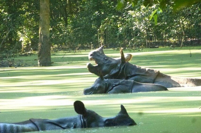 A rhinoceros lying on a grassy field with trees in the background. 5