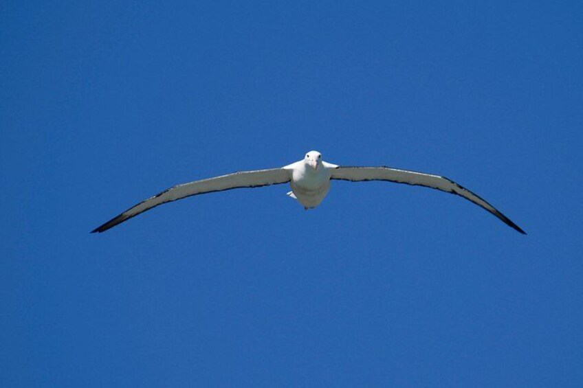 A seagull in flight against a clear blue sky. 2