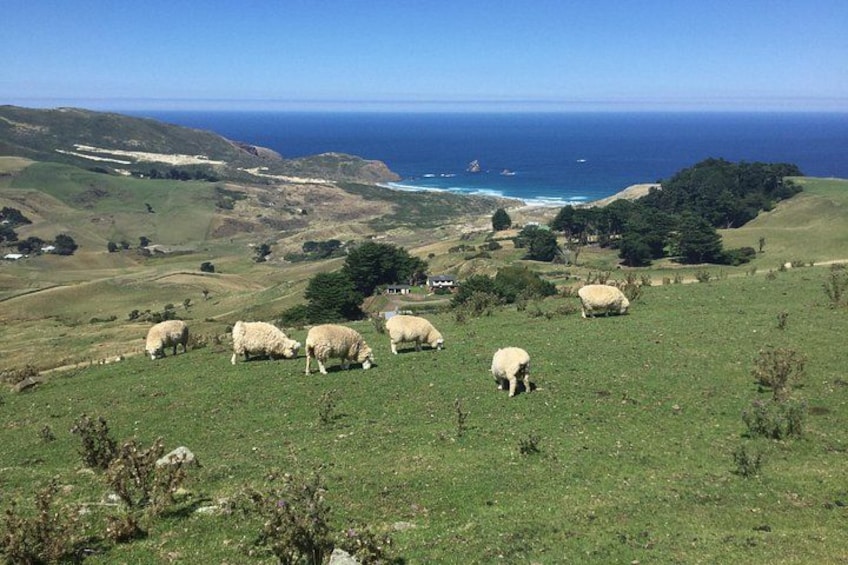 Otago Peninsula Scenery 2