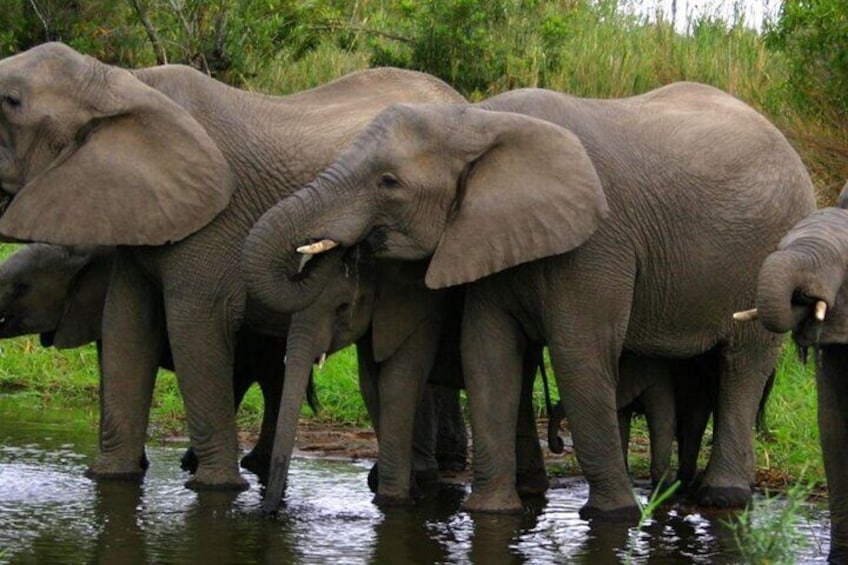 A group of elephants standing in shallow water. 1