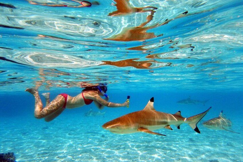 Swimming with free-ranging blacktip sharks towards the reef. 1