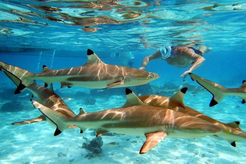 first stop, sharks at the reef to start the day :-) 3