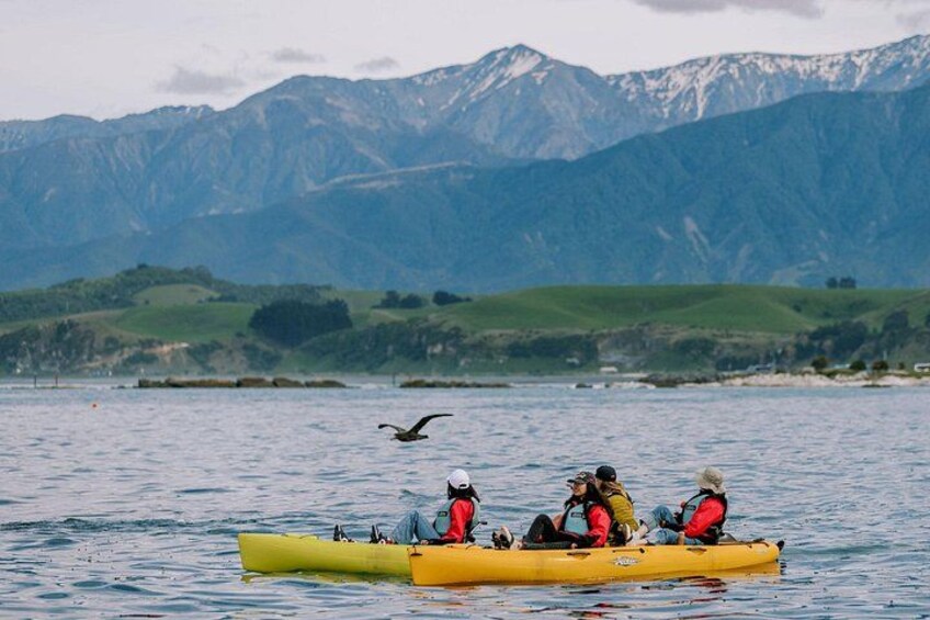 Private Seal Kayaking and Wildlife Tour in Kaikoura 1
