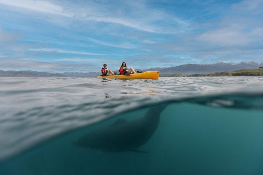 Private Seal Kayaking and Wildlife Tour in Kaikoura 3