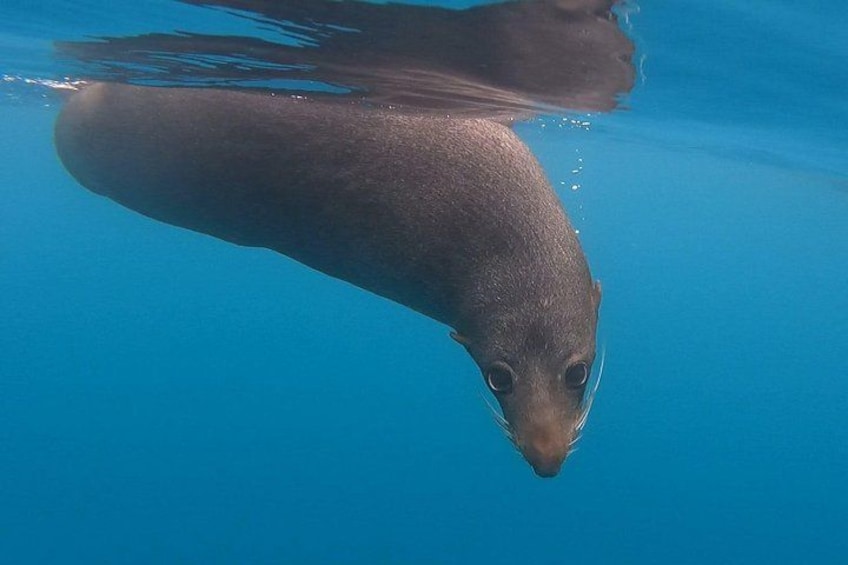 Some of the friendly underwater faces of the New Zealand fur seal in which you will encounter. 2