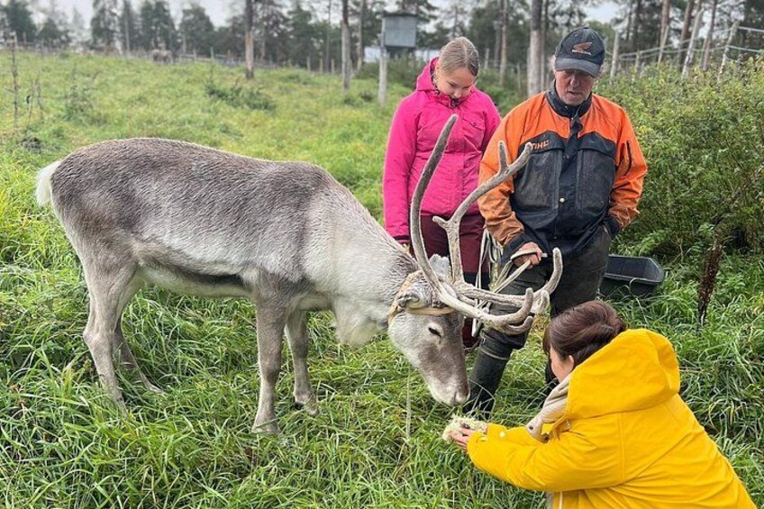 A deer with antlers, a person in a yellow jacket, and two others in outdoor attire. 3