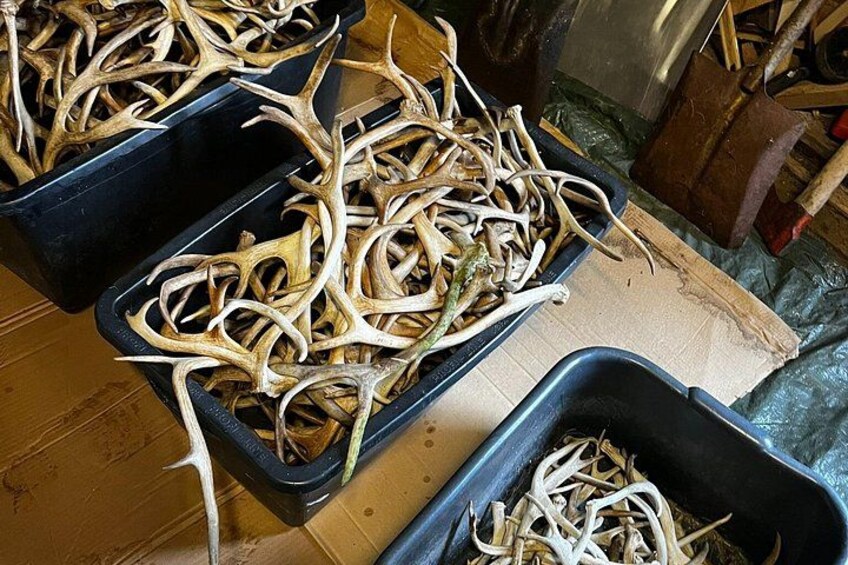 Three black trays filled with dried plant material, likely roots or tubers, on a wooden surface with a shovel and other gardening tools in the background. 5
