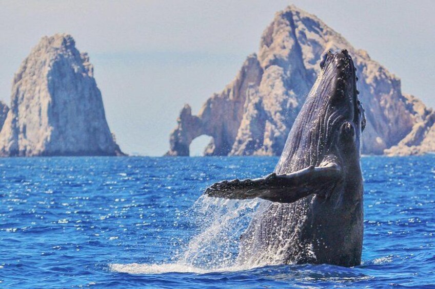 Los Cabos Whale Watching Cruise with Open Bar and Snacks 1
