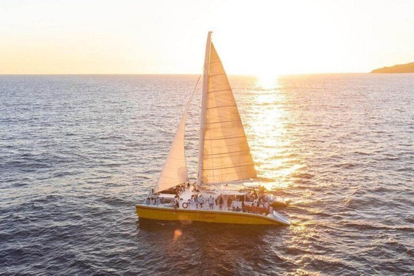 Los Cabos Whale Watching Cruise with Open Bar & Snacks 4