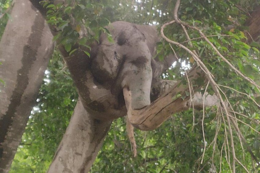 Un árbol con un tronco de elefante enorme. 4