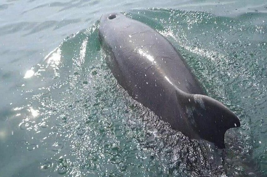 You will have the opportunity to spot bottlenose dolphins 3