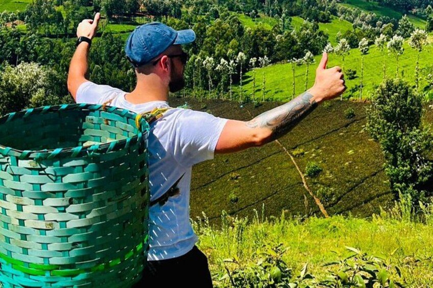 The joy Purple Tea Picking at Gatura Greens 1