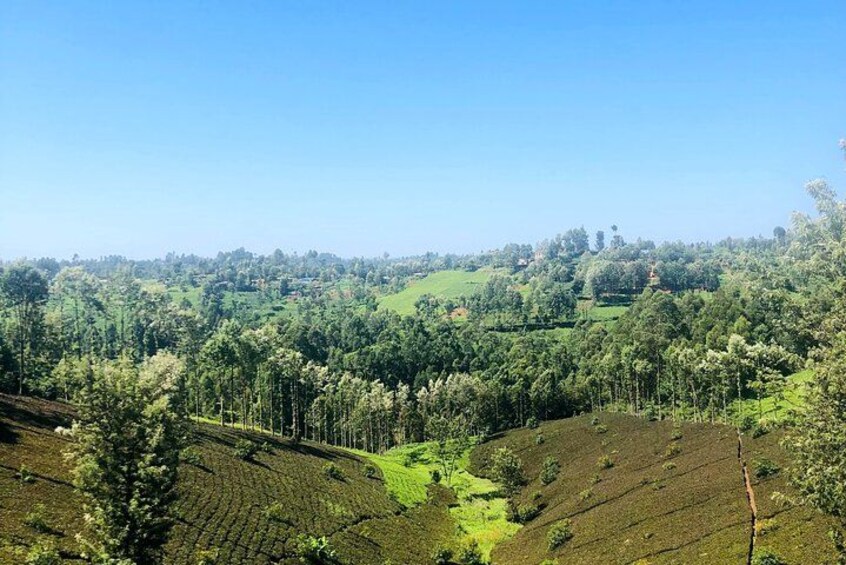 Un paisaje montañoso con campos en terrazas y un bosque denso. 3